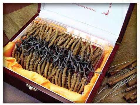 永平冬虫夏草回收